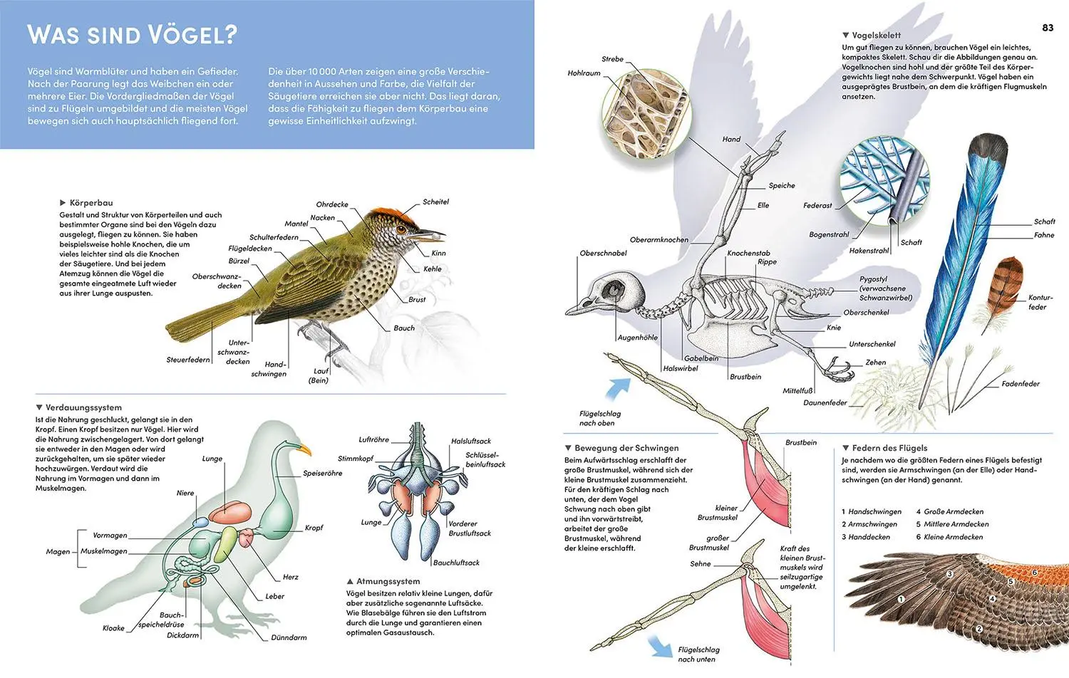 Bild: 9783440177945 | Der große Kosmos Tieratlas | Buch | 192 S. | Deutsch | 2024
