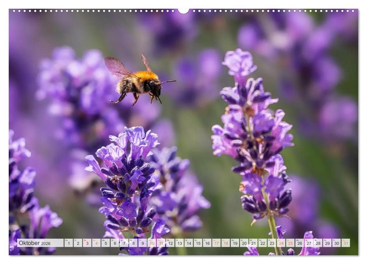 Bild: 9783516647945 | Bienen und Hummeln in Aktion (hochwertiger Premium Wandkalender...
