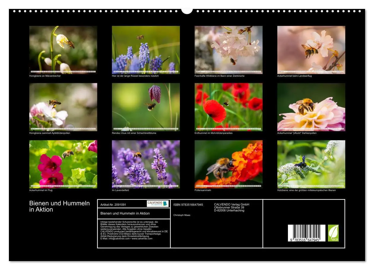 Bild: 9783516647945 | Bienen und Hummeln in Aktion (hochwertiger Premium Wandkalender...