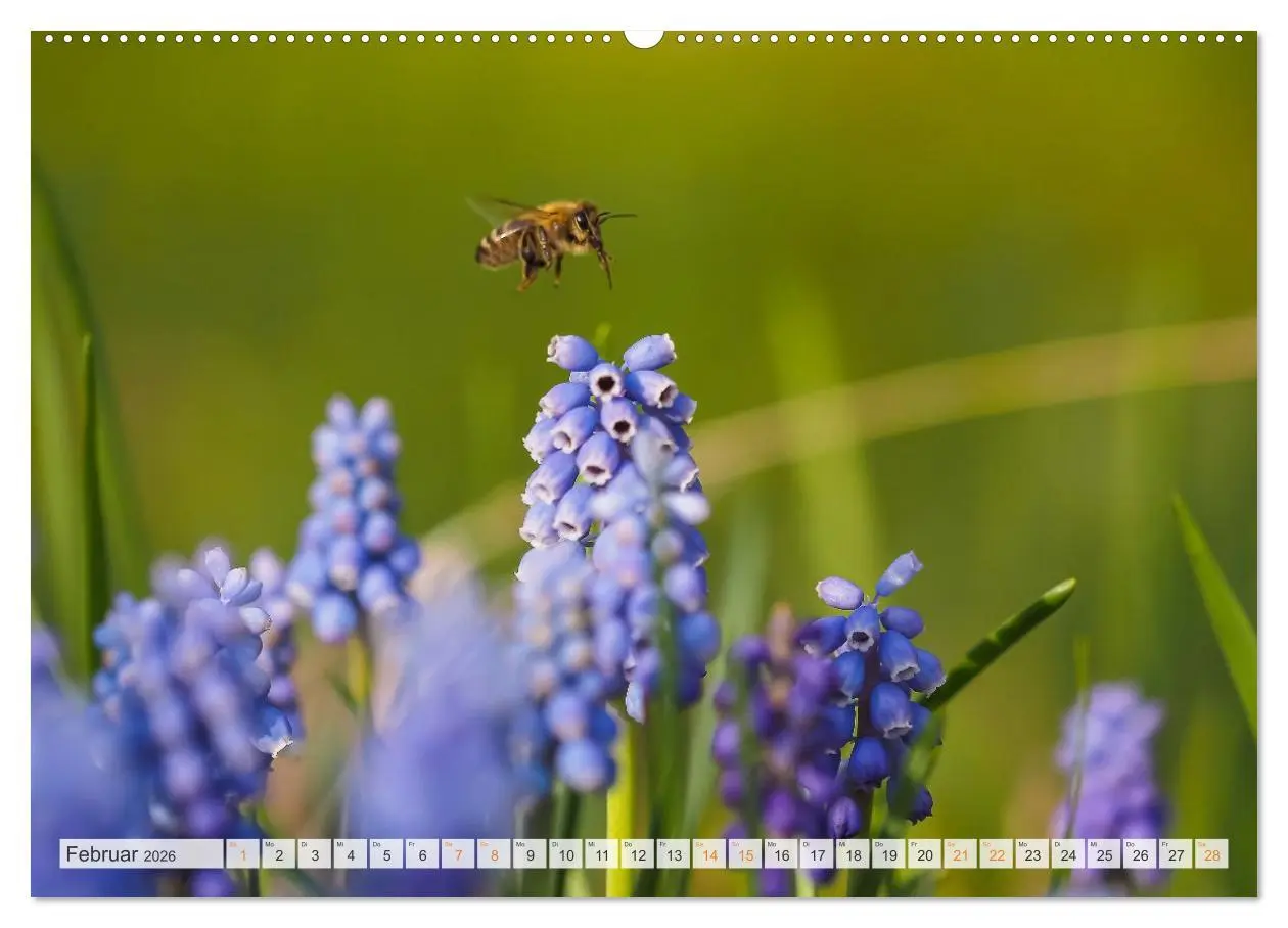 Bild: 9783516647945 | Bienen und Hummeln in Aktion (hochwertiger Premium Wandkalender...