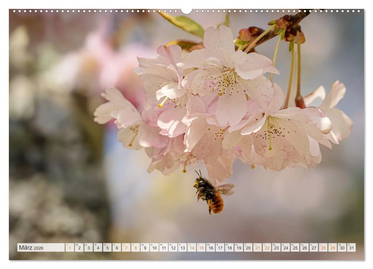 Bild: 9783516647945 | Bienen und Hummeln in Aktion (hochwertiger Premium Wandkalender...