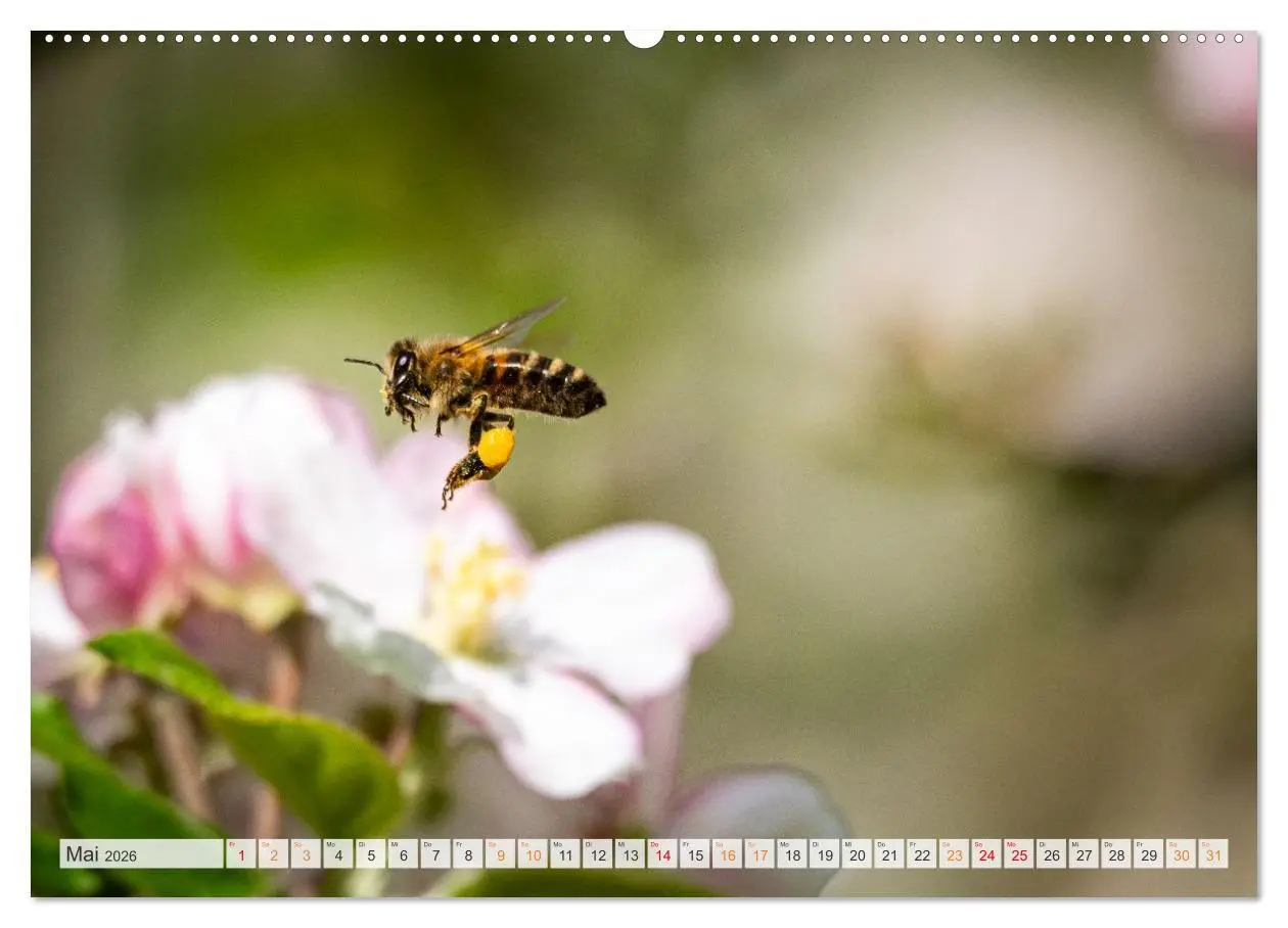 Bild: 9783516647945 | Bienen und Hummeln in Aktion (hochwertiger Premium Wandkalender...