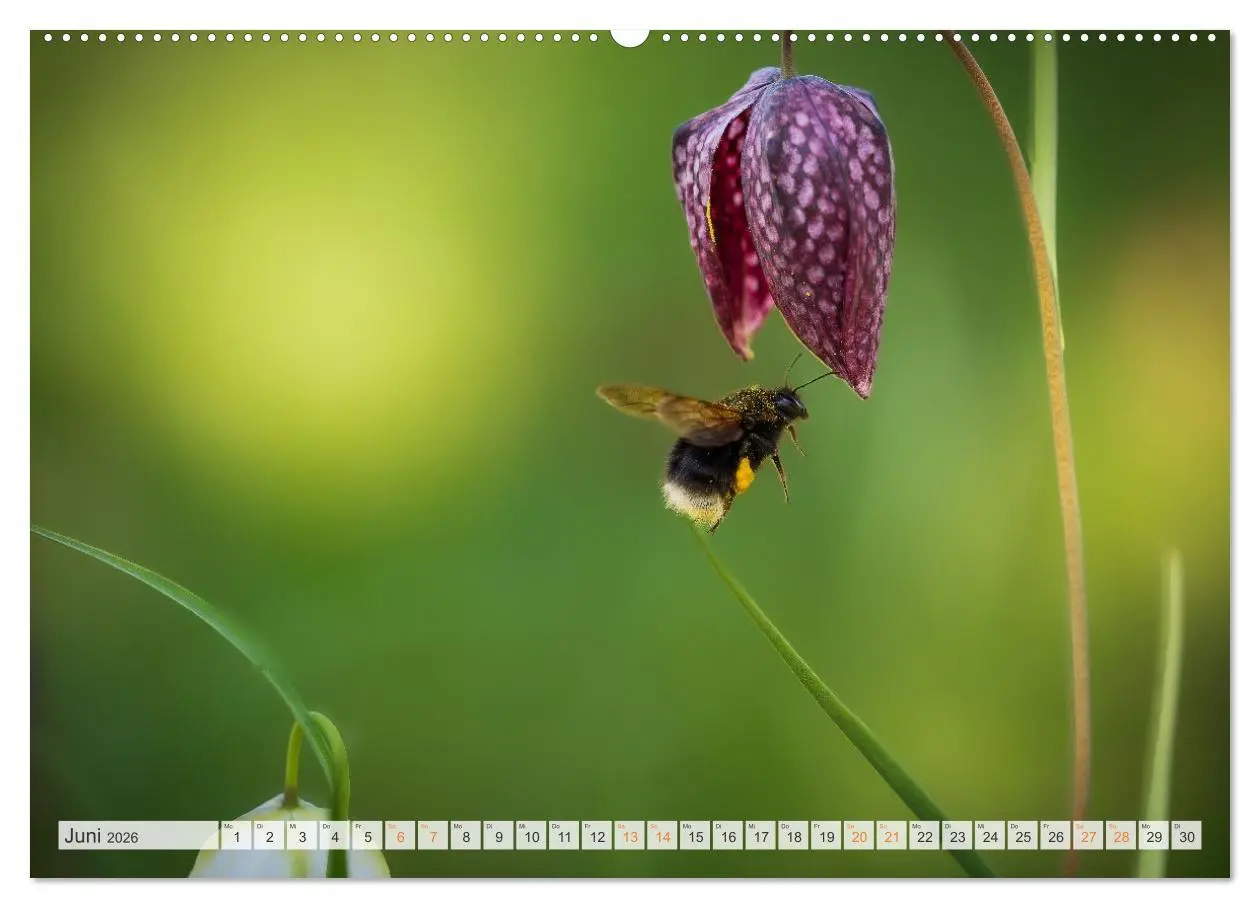 Bild: 9783516647945 | Bienen und Hummeln in Aktion (hochwertiger Premium Wandkalender...
