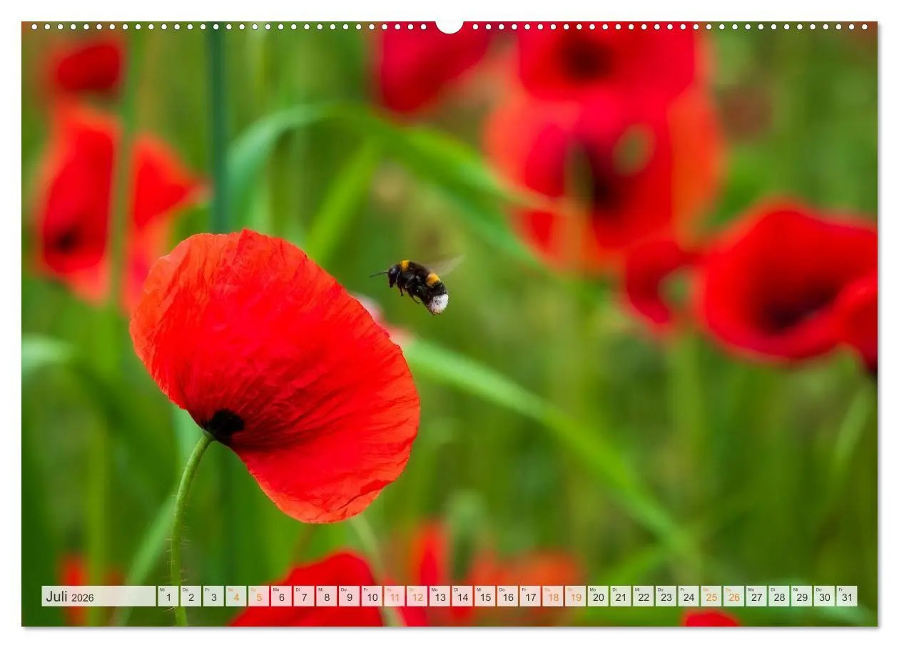 Bild: 9783516647945 | Bienen und Hummeln in Aktion (hochwertiger Premium Wandkalender...