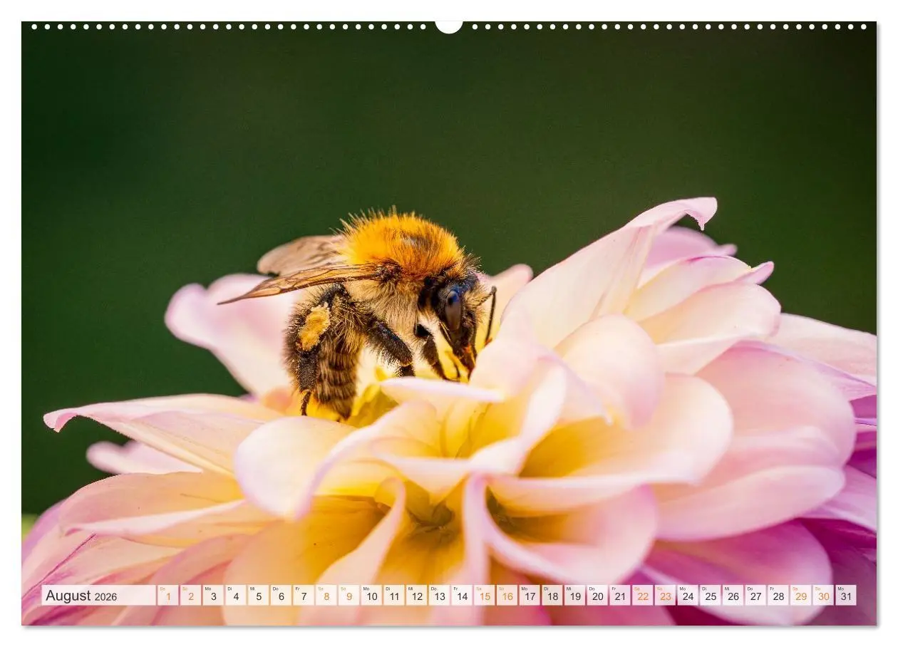 Bild: 9783516647945 | Bienen und Hummeln in Aktion (hochwertiger Premium Wandkalender...
