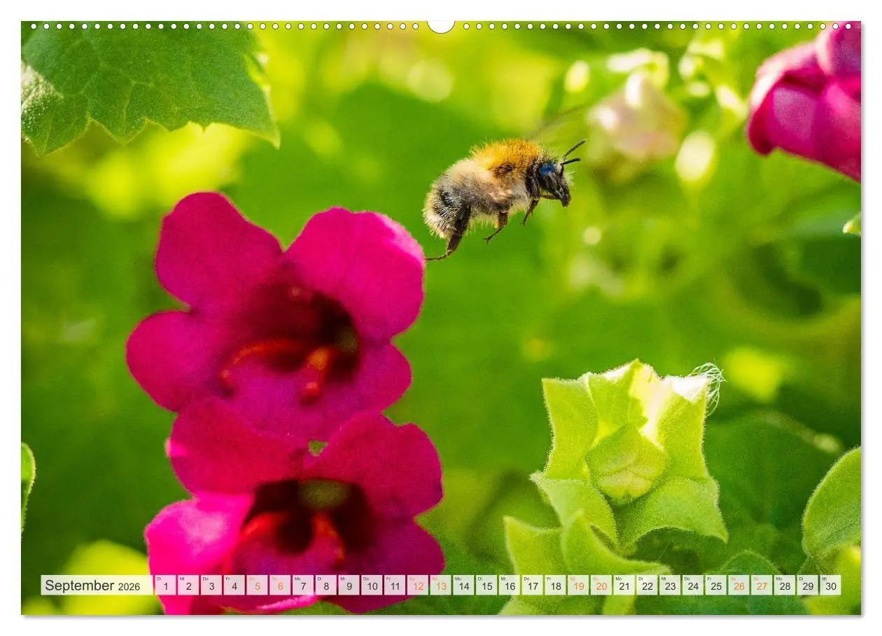 Bild: 9783516647945 | Bienen und Hummeln in Aktion (hochwertiger Premium Wandkalender...
