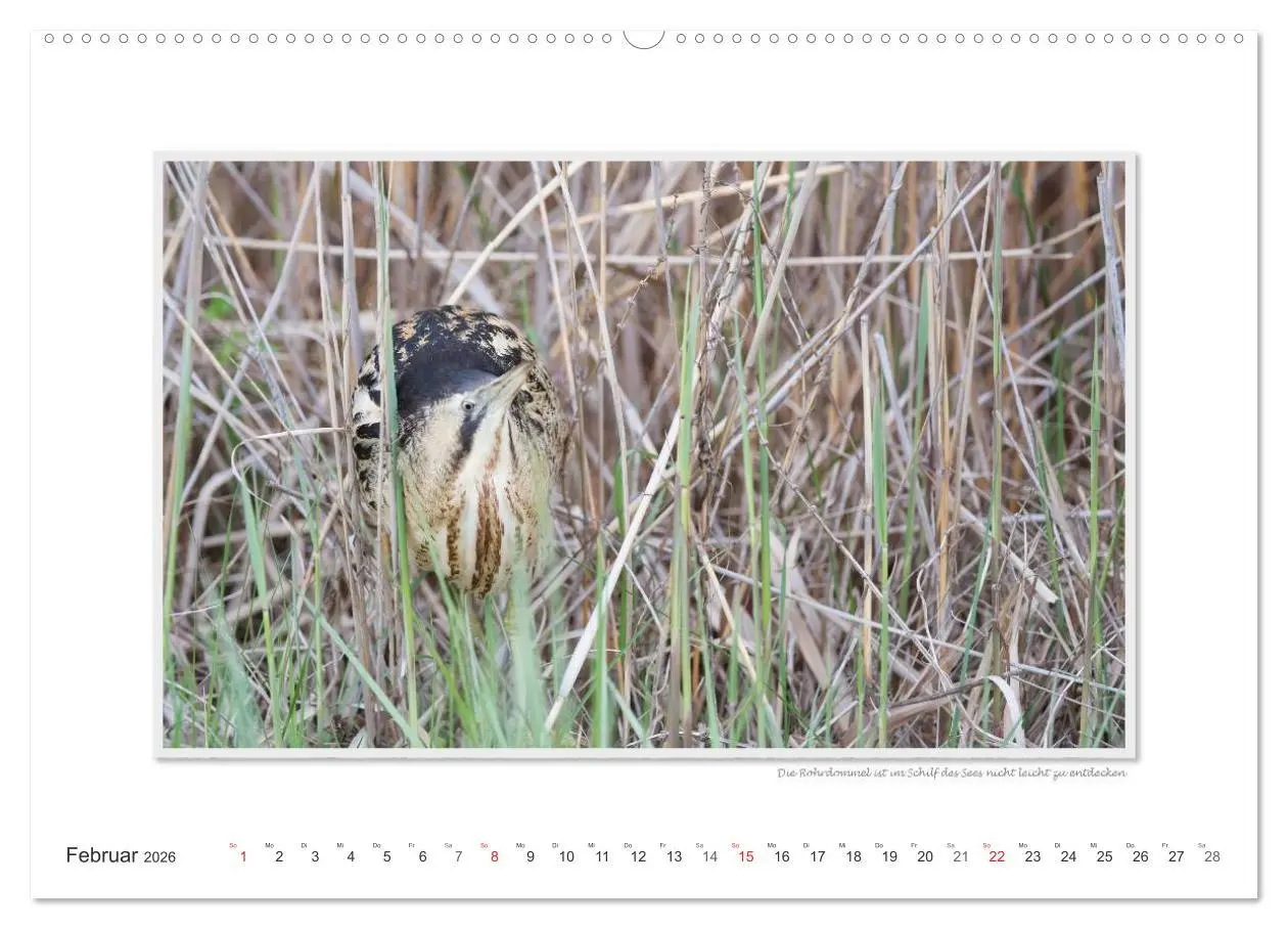 Bild: 9783516228045 | Neusiedler See / CH-Version (Wandkalender 2026 DIN A2 quer),...