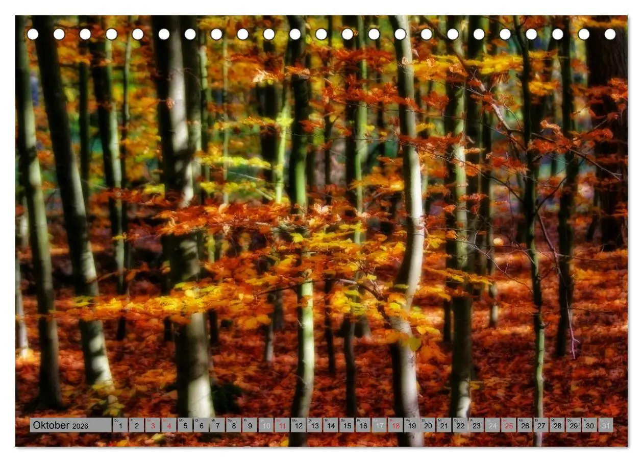 Bild: 9783457988145 | Spaziergang durch den Zauberwald (Tischkalender 2026 DIN A5 quer),...