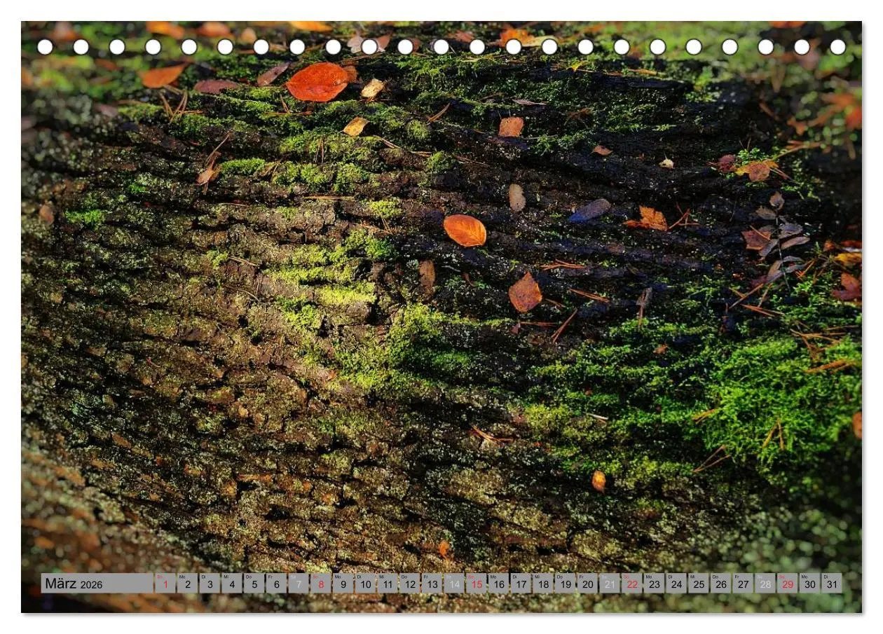 Bild: 9783457988145 | Spaziergang durch den Zauberwald (Tischkalender 2026 DIN A5 quer),...