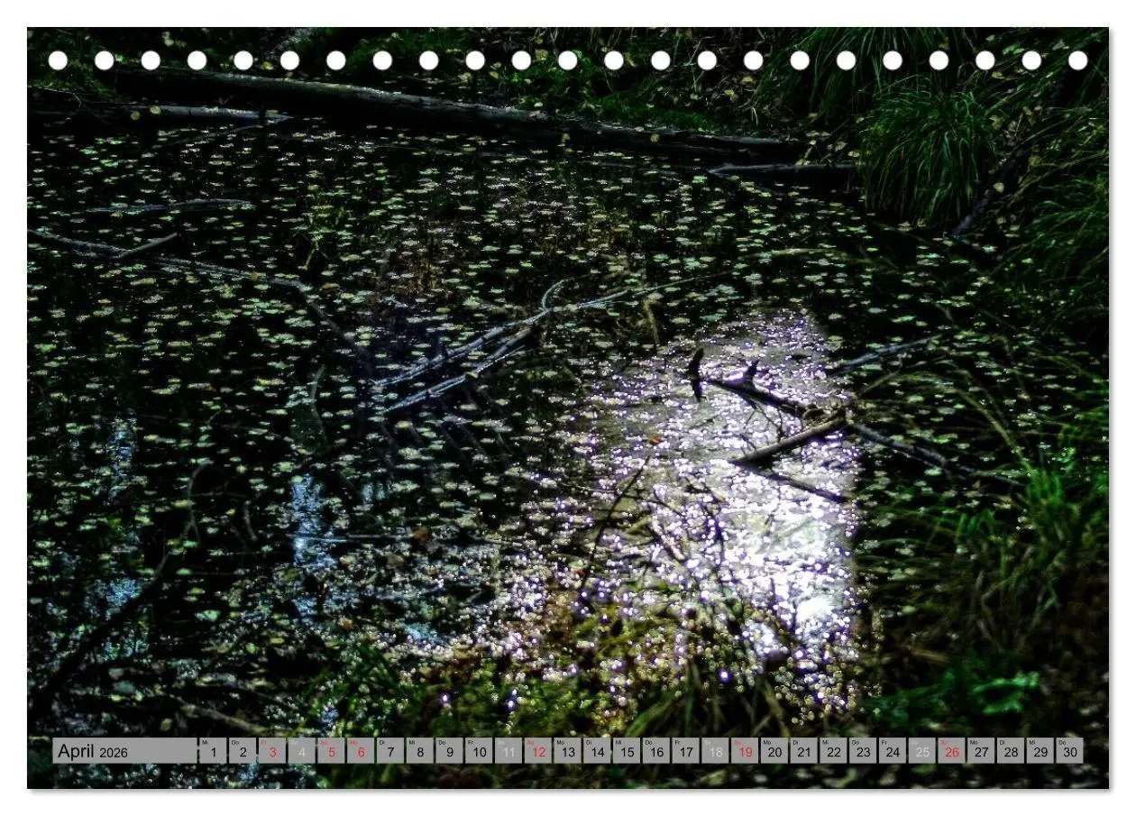 Bild: 9783457988145 | Spaziergang durch den Zauberwald (Tischkalender 2026 DIN A5 quer),...