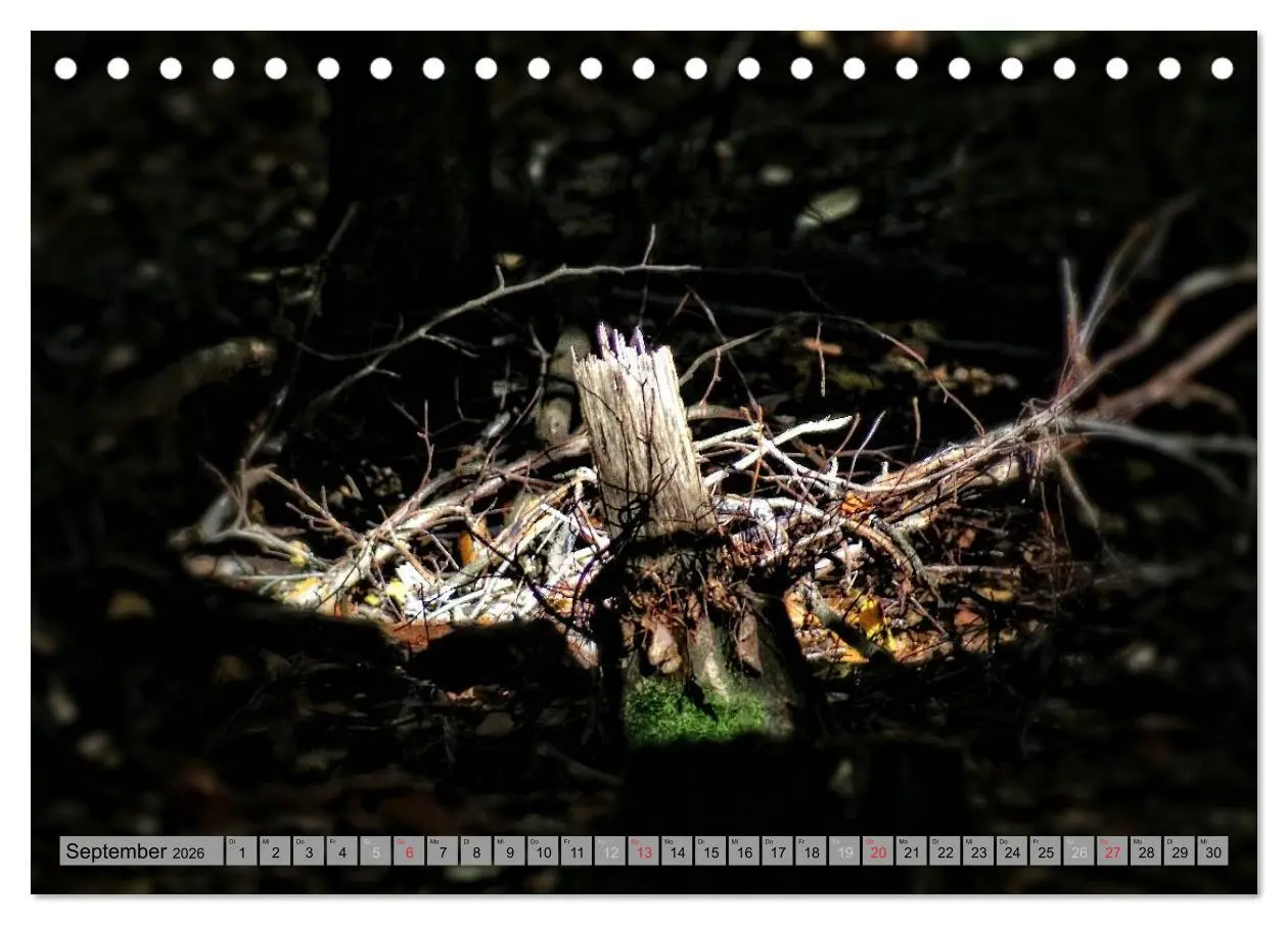 Bild: 9783457988145 | Spaziergang durch den Zauberwald (Tischkalender 2026 DIN A5 quer),...