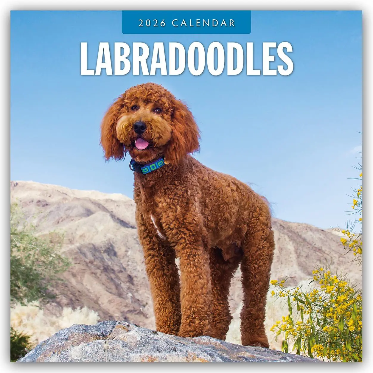 Cover: 9781804428245 | Labradoodles 2026 Square Wall Calendar | Red Robin | Taschenbuch