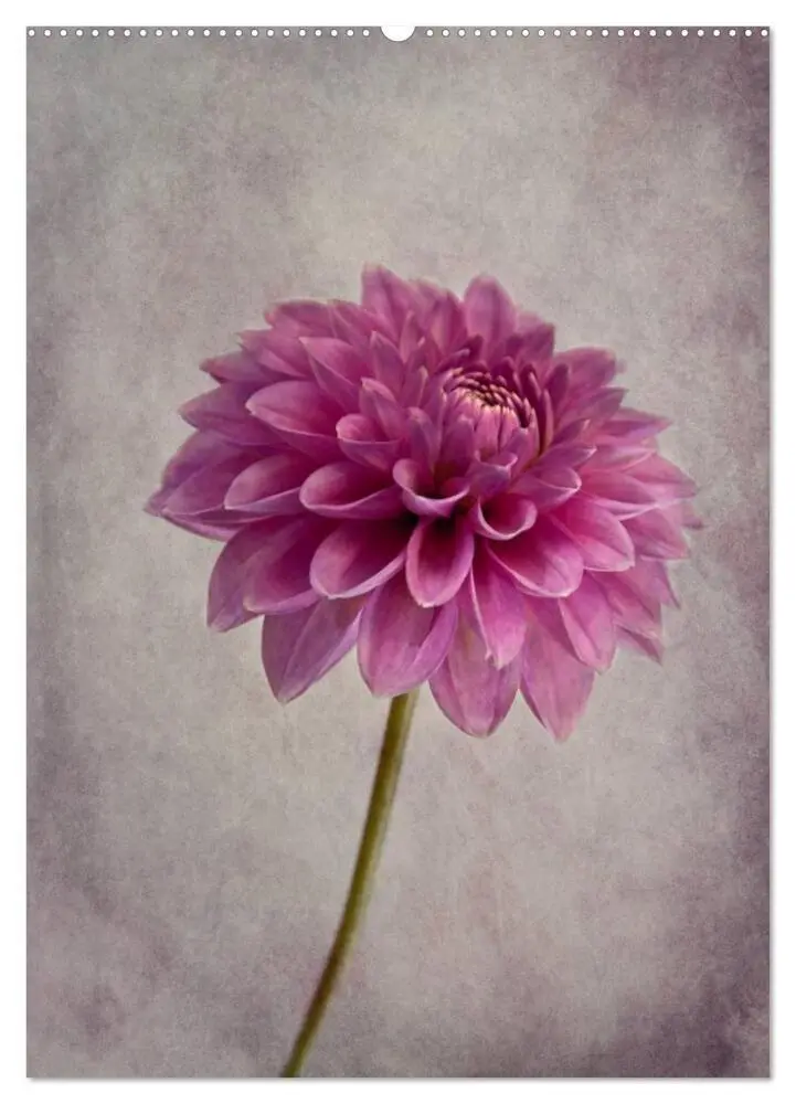 Bild: 9783457048245 | Blumengeflüster (Wandkalender 2025 DIN A2 hoch), CALVENDO...