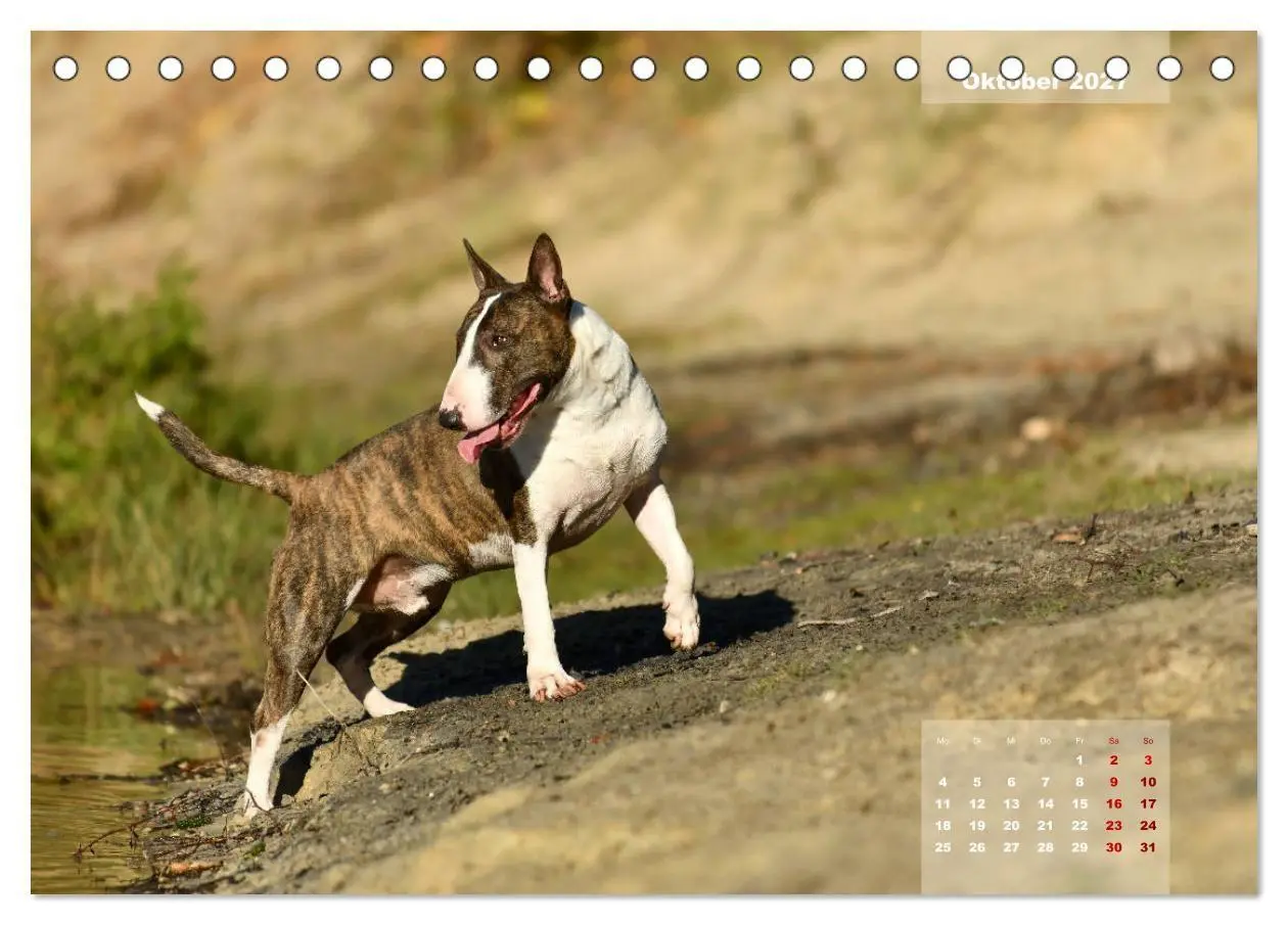 Bild: 9783569768345 | Bullterrier 2027 Frech und fröhlich durch das Jahr (Tischkalender...