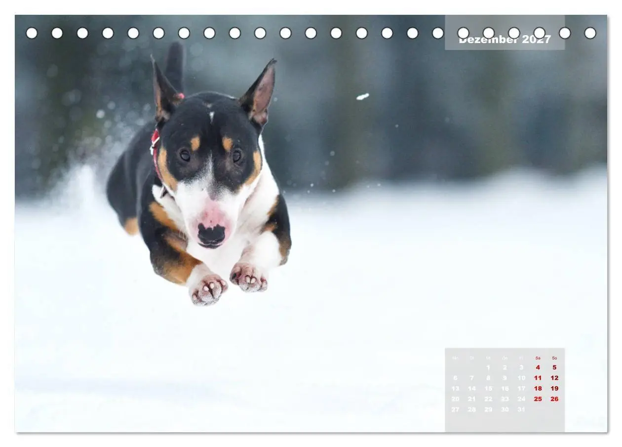 Bild: 9783569768345 | Bullterrier 2027 Frech und fröhlich durch das Jahr (Tischkalender...