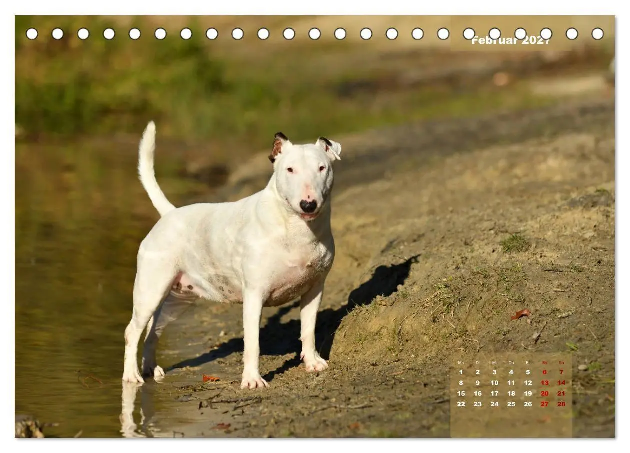 Bild: 9783569768345 | Bullterrier 2027 Frech und fröhlich durch das Jahr (Tischkalender...