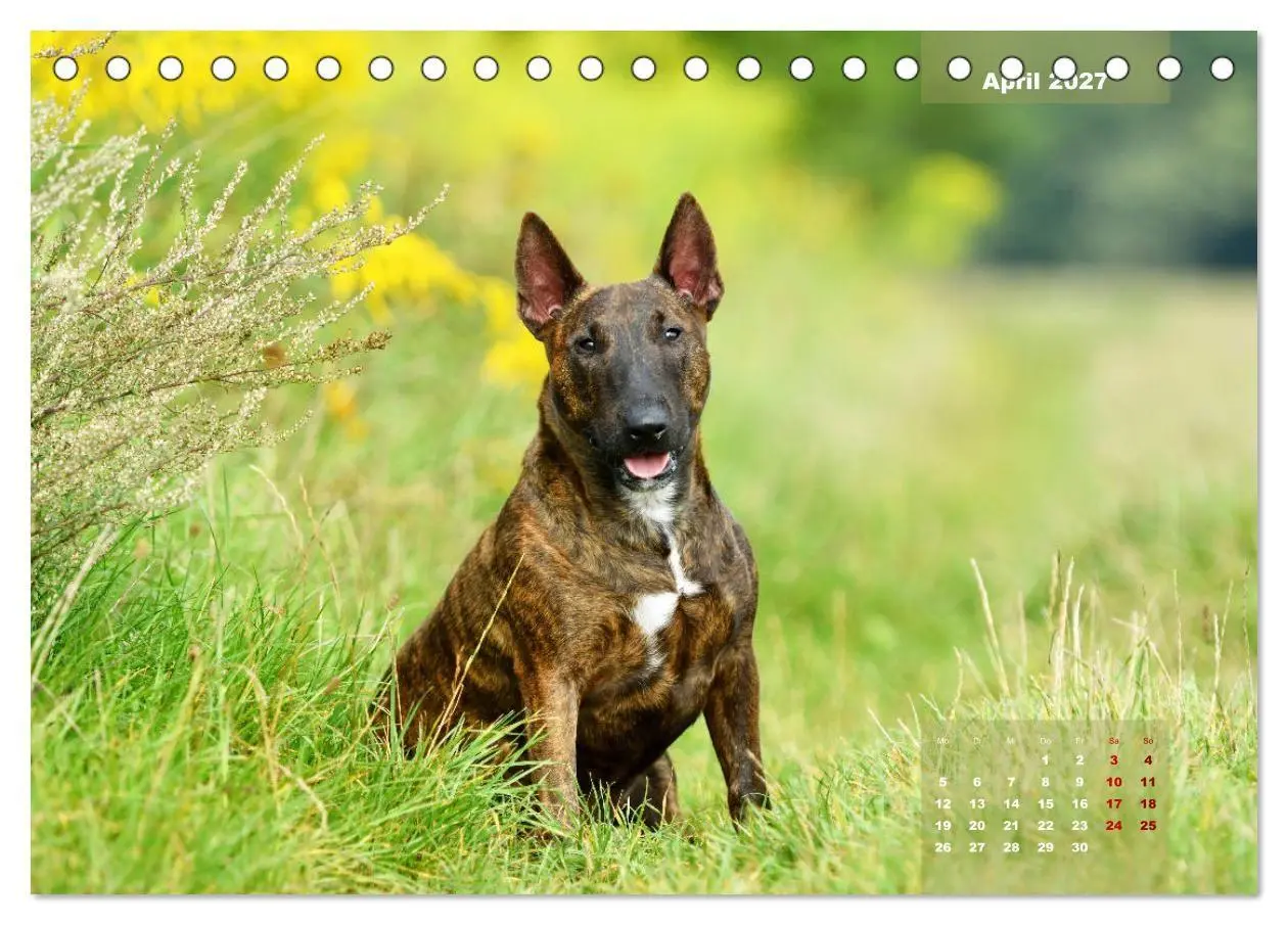 Bild: 9783569768345 | Bullterrier 2027 Frech und fröhlich durch das Jahr (Tischkalender...