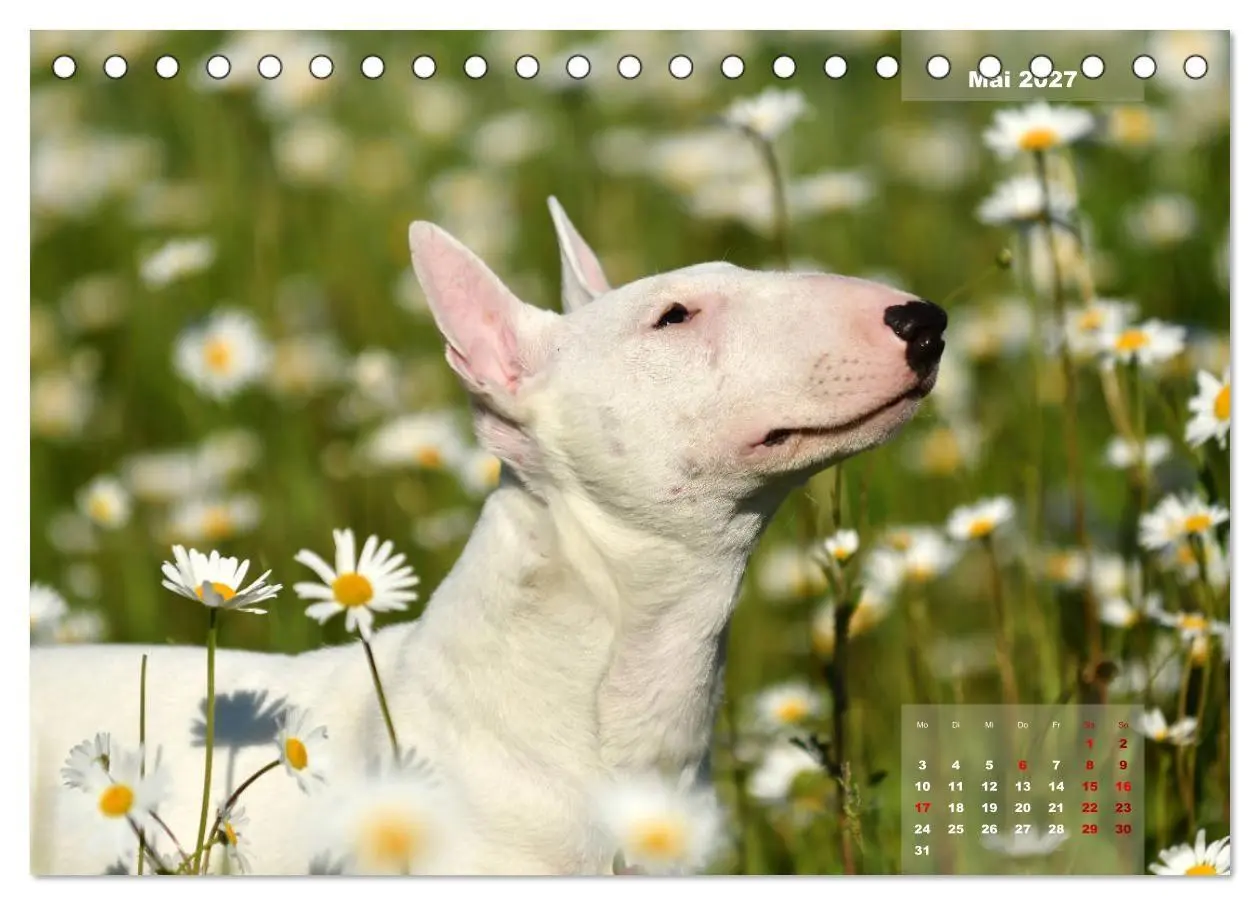 Bild: 9783569768345 | Bullterrier 2027 Frech und fröhlich durch das Jahr (Tischkalender...