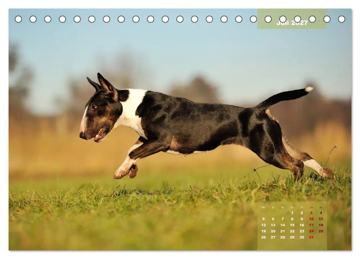Bild: 9783569768345 | Bullterrier 2027 Frech und fröhlich durch das Jahr (Tischkalender...
