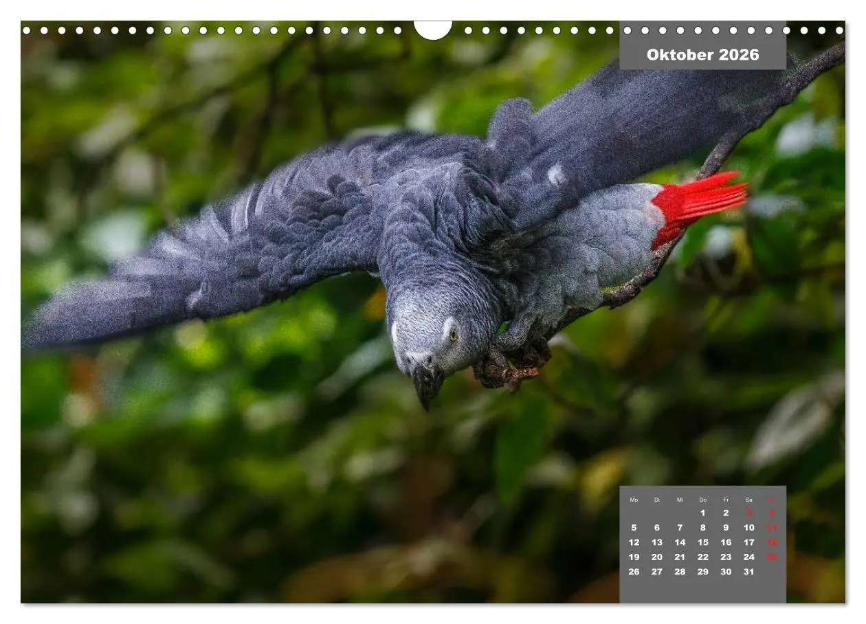 Bild: 9783457958445 | Papageien - Frech, schön und schlau (Wandkalender 2026 DIN A3...