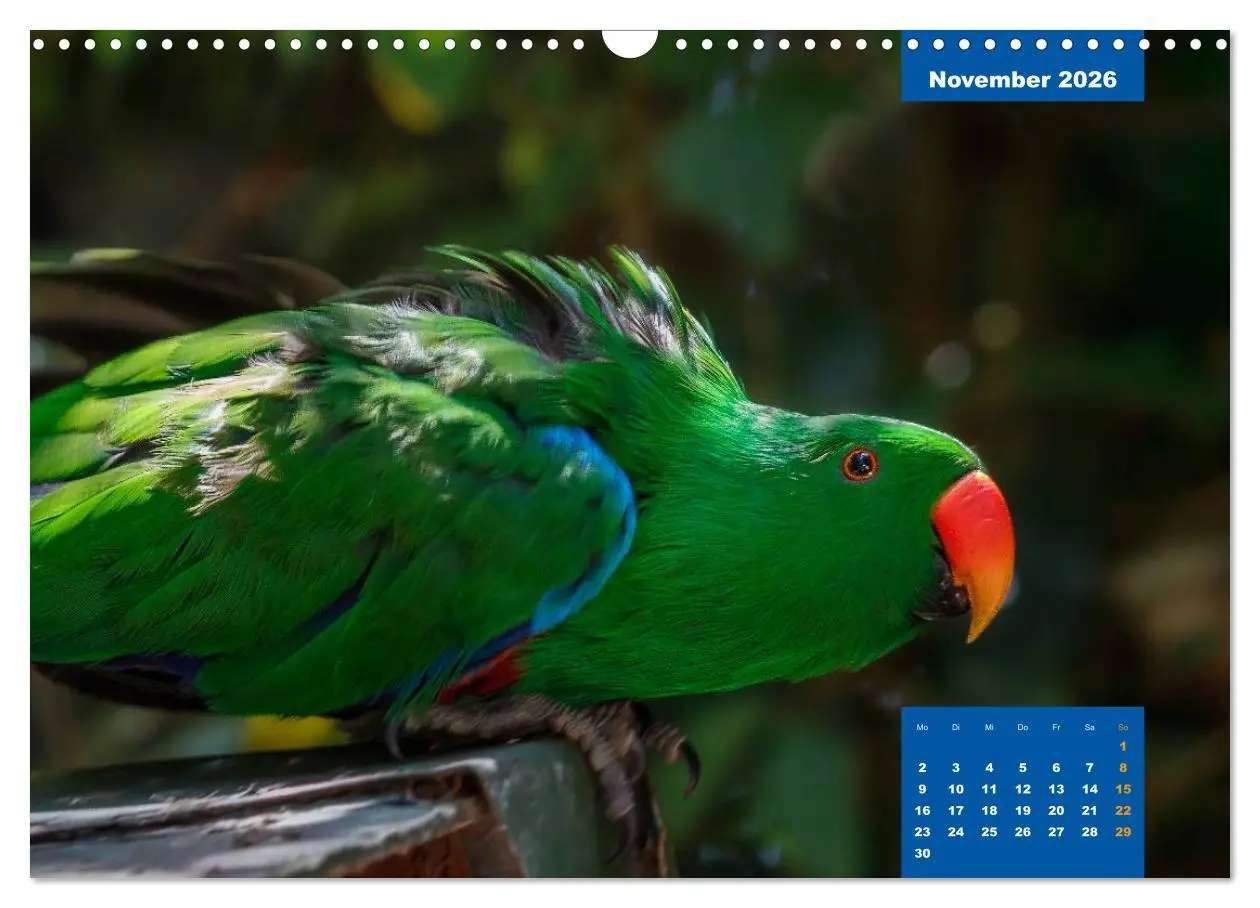 Bild: 9783457958445 | Papageien - Frech, schön und schlau (Wandkalender 2026 DIN A3...