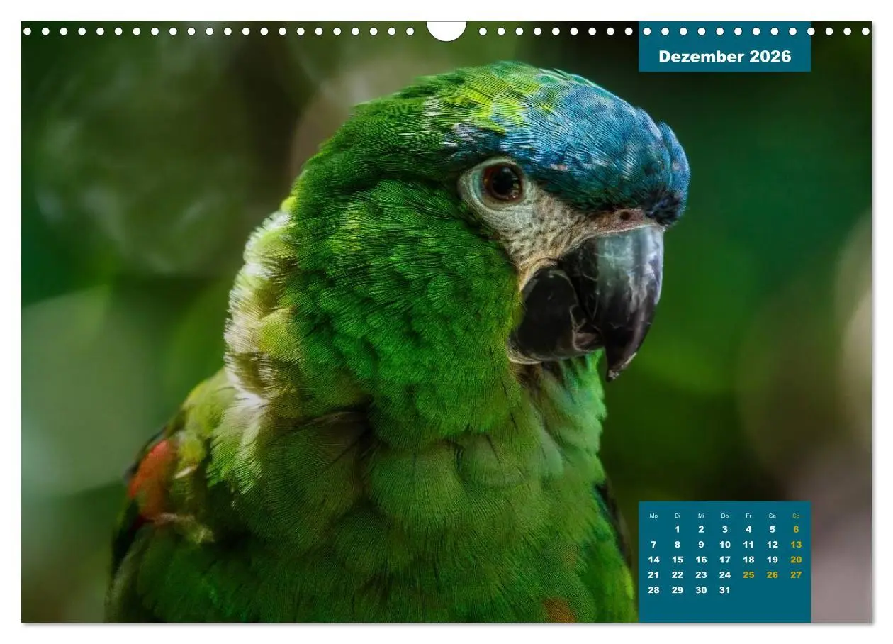 Bild: 9783457958445 | Papageien - Frech, schön und schlau (Wandkalender 2026 DIN A3...