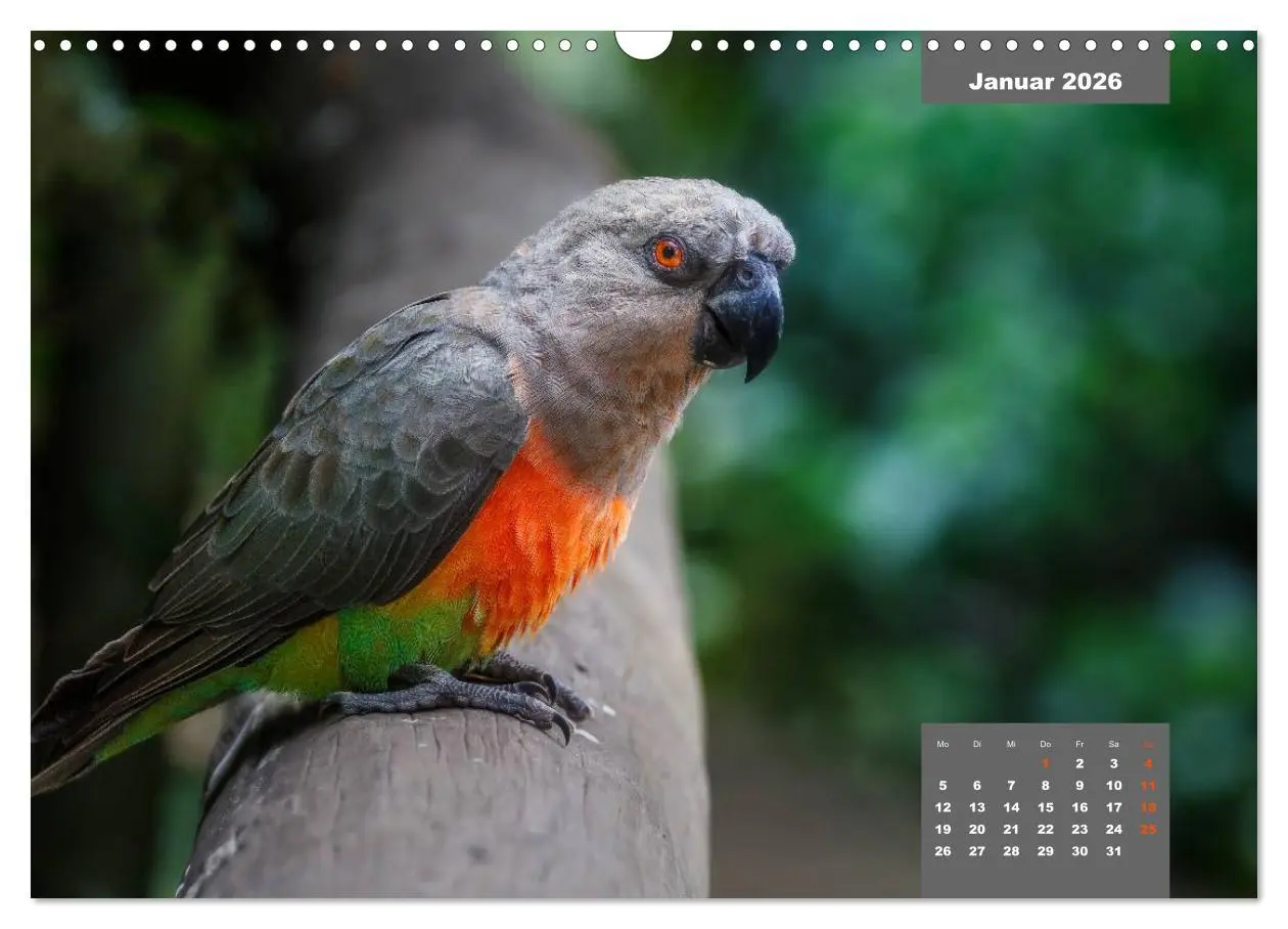 Bild: 9783457958445 | Papageien - Frech, schön und schlau (Wandkalender 2026 DIN A3...