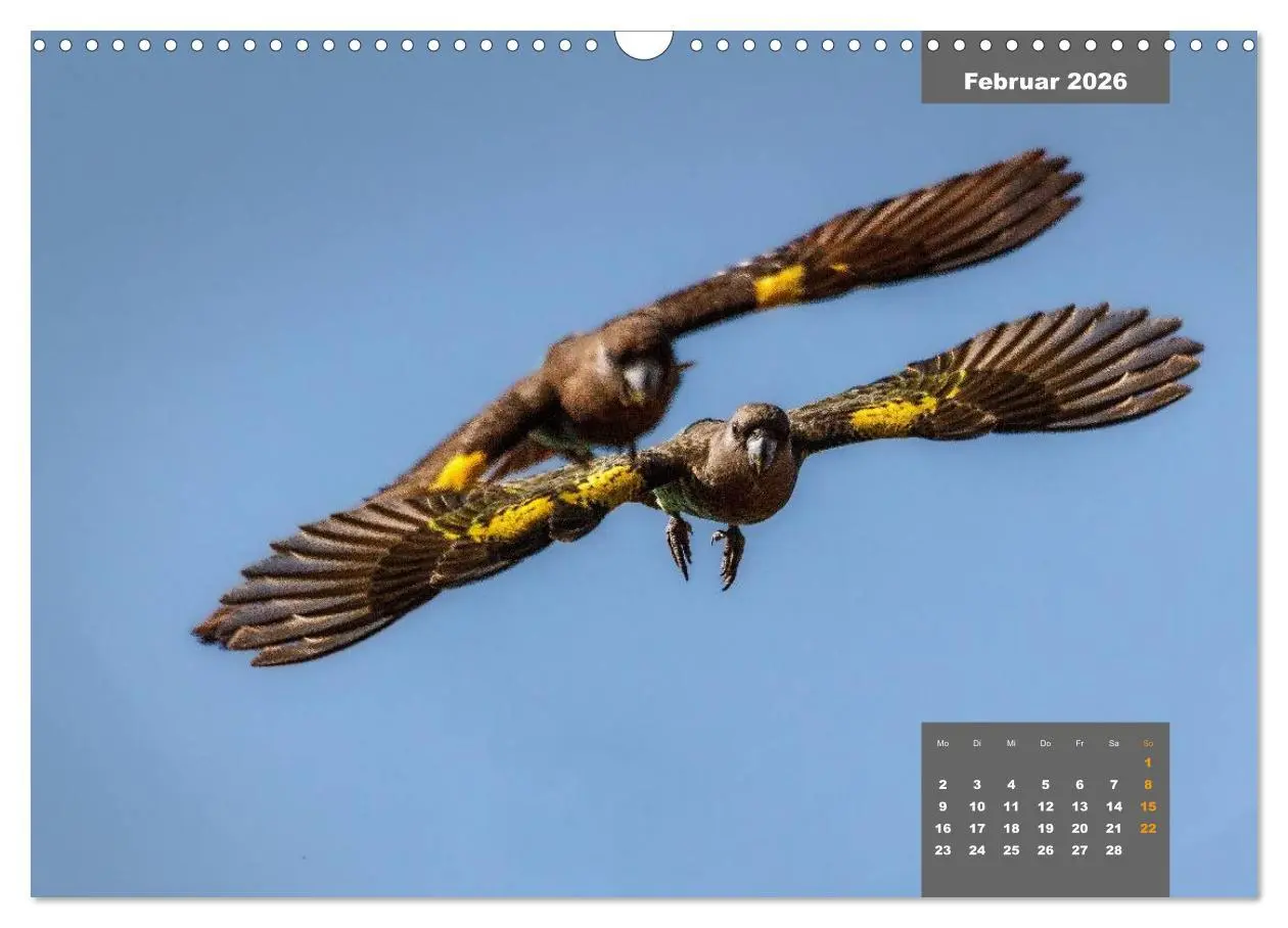 Bild: 9783457958445 | Papageien - Frech, schön und schlau (Wandkalender 2026 DIN A3...