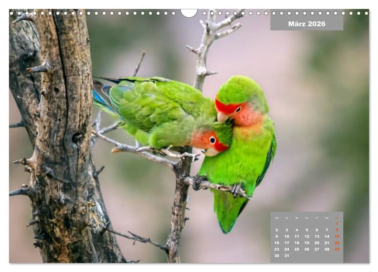 Bild: 9783457958445 | Papageien - Frech, schön und schlau (Wandkalender 2026 DIN A3...