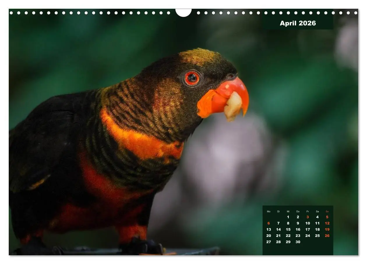Bild: 9783457958445 | Papageien - Frech, schön und schlau (Wandkalender 2026 DIN A3...