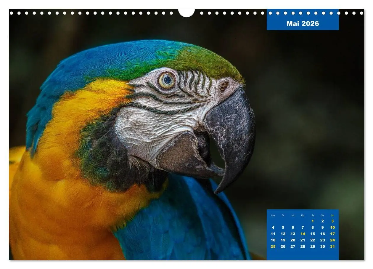 Bild: 9783457958445 | Papageien - Frech, schön und schlau (Wandkalender 2026 DIN A3...