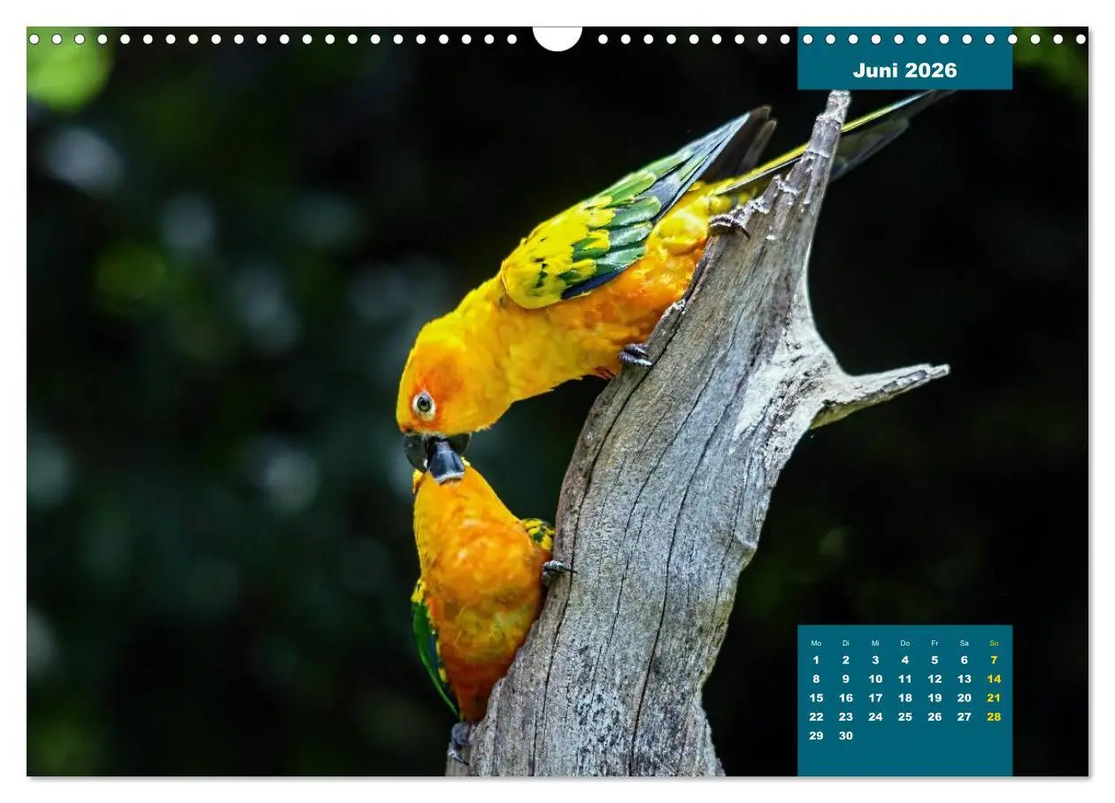 Bild: 9783457958445 | Papageien - Frech, schön und schlau (Wandkalender 2026 DIN A3...