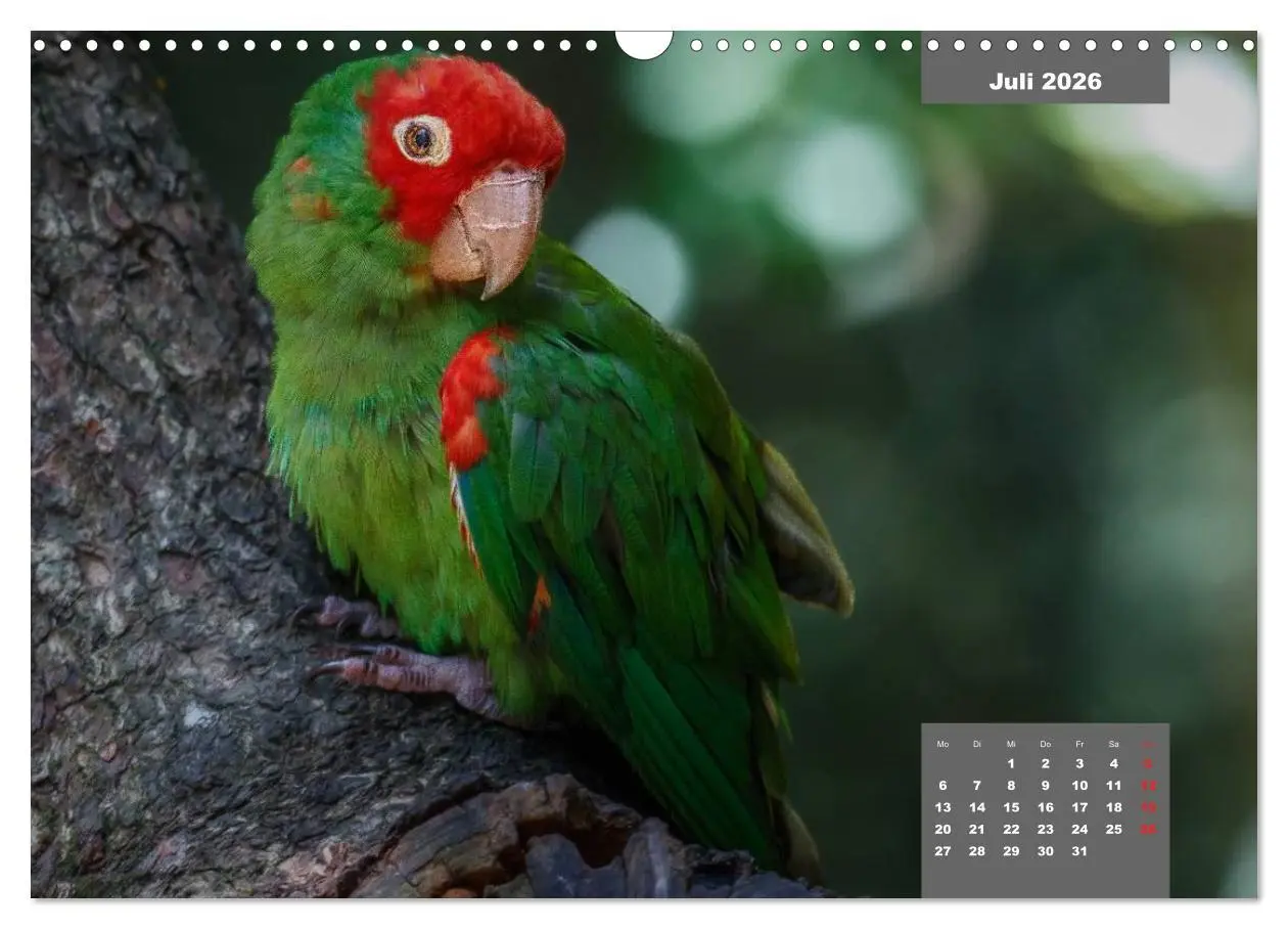 Bild: 9783457958445 | Papageien - Frech, schön und schlau (Wandkalender 2026 DIN A3...