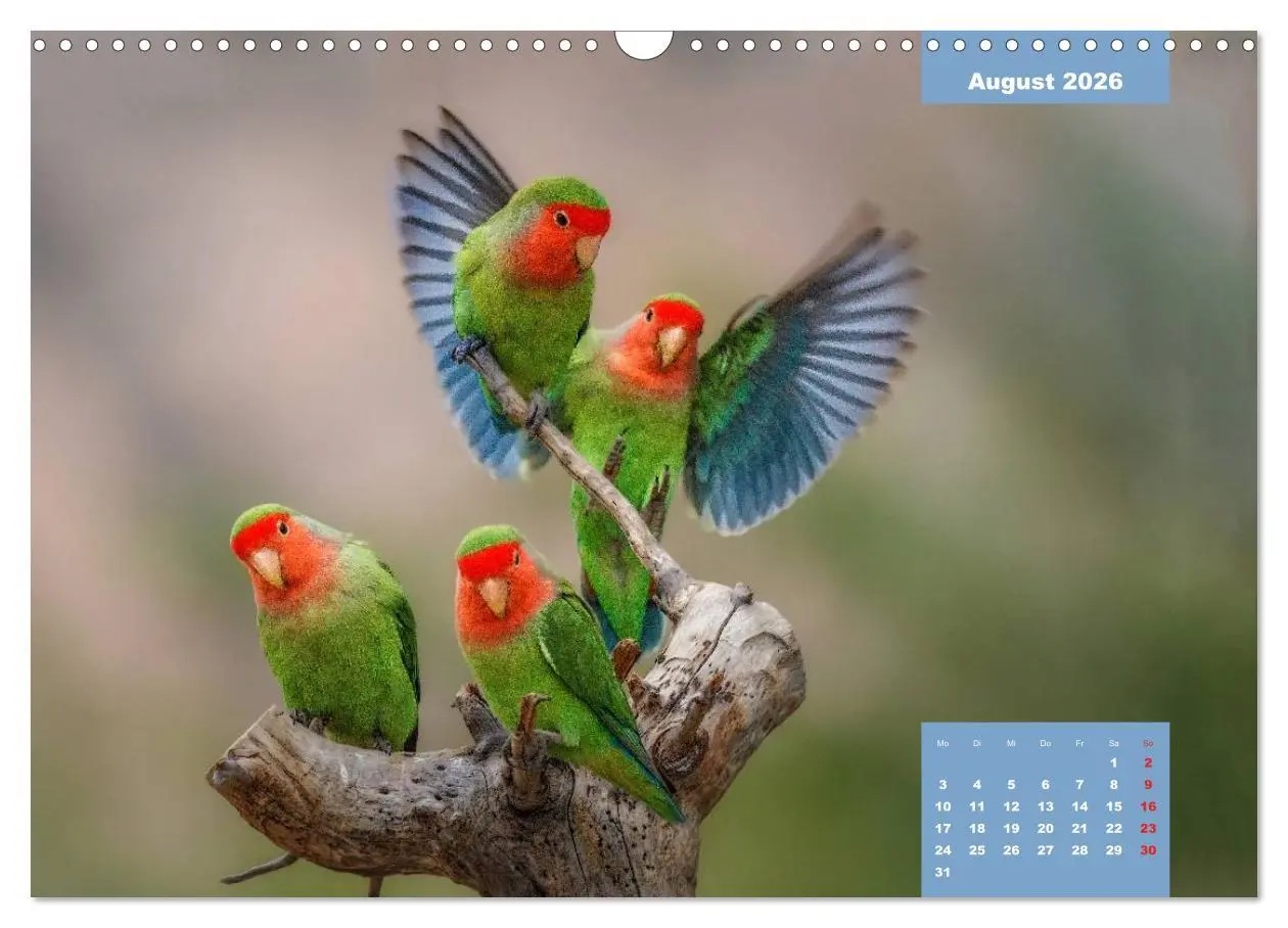 Bild: 9783457958445 | Papageien - Frech, schön und schlau (Wandkalender 2026 DIN A3...