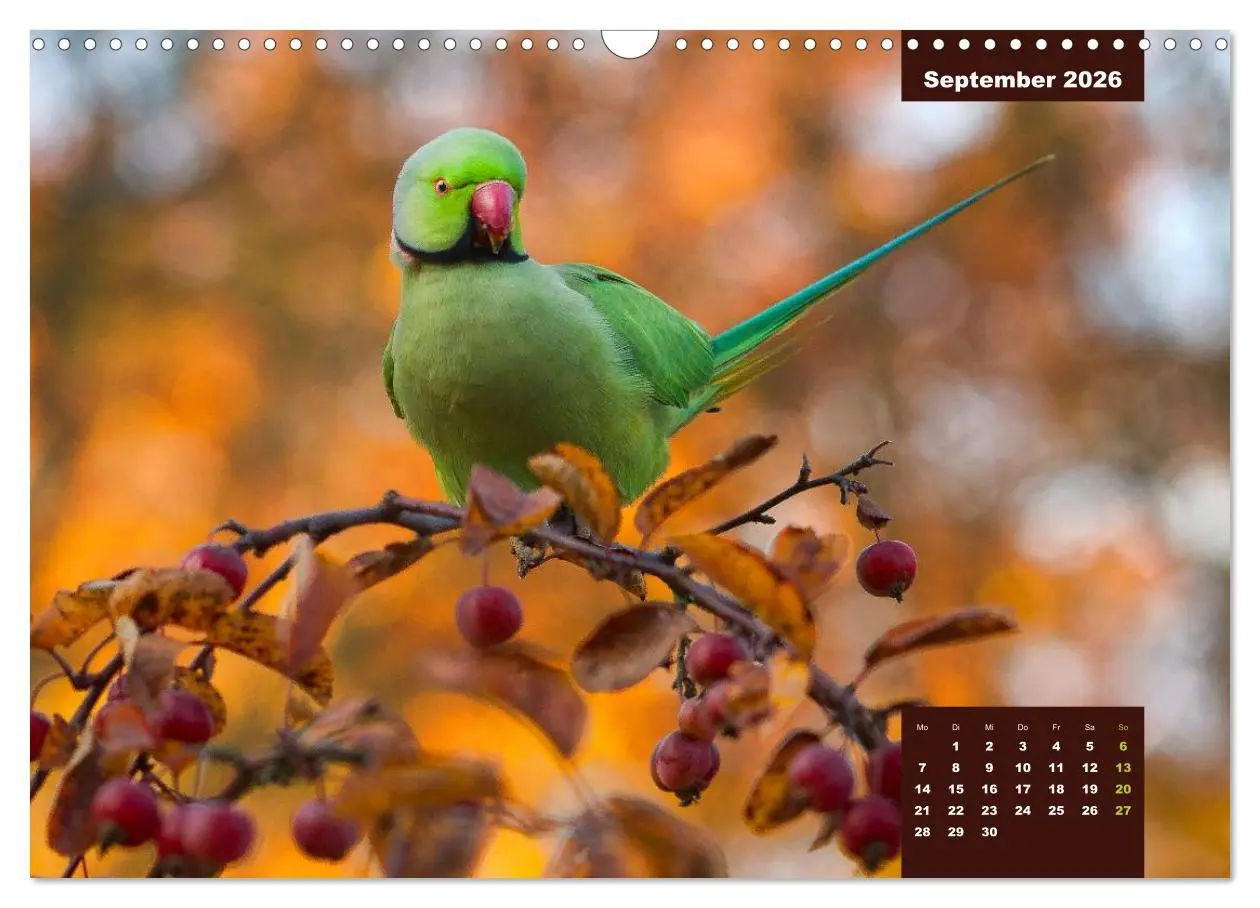 Bild: 9783457958445 | Papageien - Frech, schön und schlau (Wandkalender 2026 DIN A3...