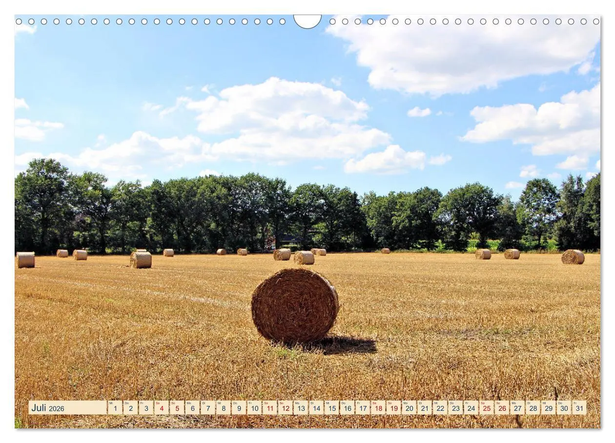 Bild: 9783457568545 | In Apen und umzu (Wandkalender 2026 DIN A3 quer), CALVENDO...