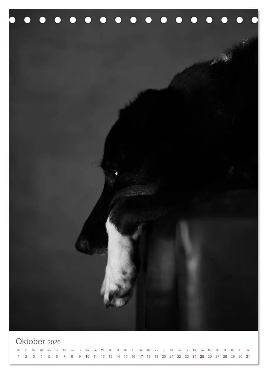 Bild: 9783516418545 | Fine Art Hundeportraits (Tischkalender 2026 DIN A5 hoch), CALVENDO...