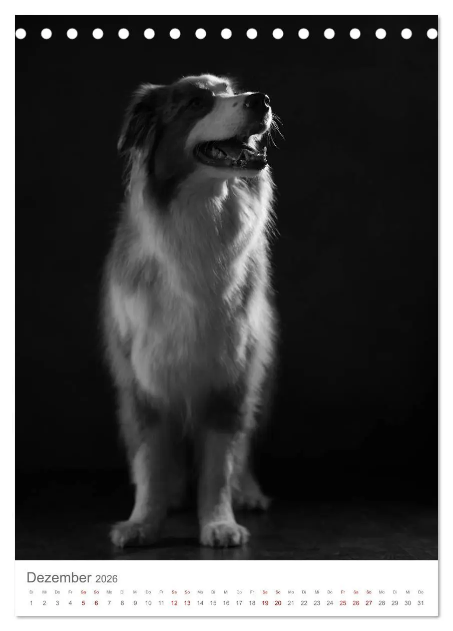 Bild: 9783516418545 | Fine Art Hundeportraits (Tischkalender 2026 DIN A5 hoch), CALVENDO...
