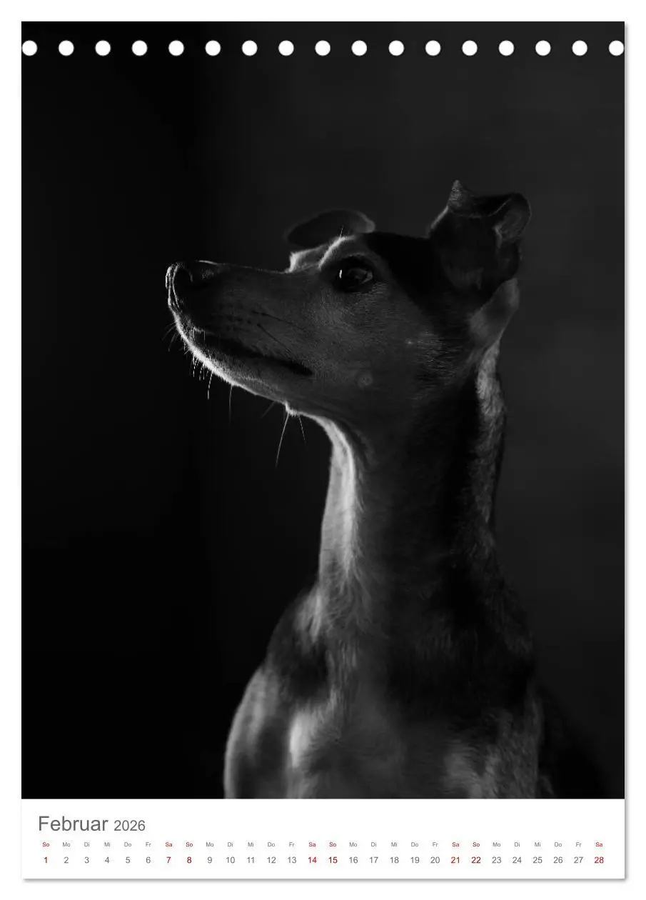 Bild: 9783516418545 | Fine Art Hundeportraits (Tischkalender 2026 DIN A5 hoch), CALVENDO...