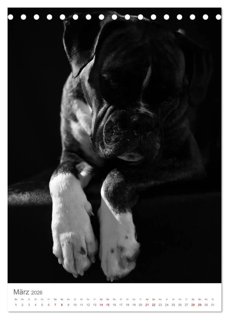Bild: 9783516418545 | Fine Art Hundeportraits (Tischkalender 2026 DIN A5 hoch), CALVENDO...
