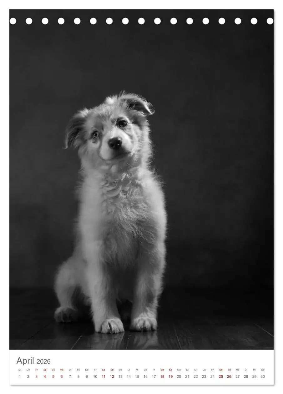 Bild: 9783516418545 | Fine Art Hundeportraits (Tischkalender 2026 DIN A5 hoch), CALVENDO...