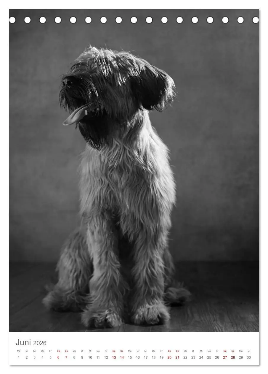 Bild: 9783516418545 | Fine Art Hundeportraits (Tischkalender 2026 DIN A5 hoch), CALVENDO...