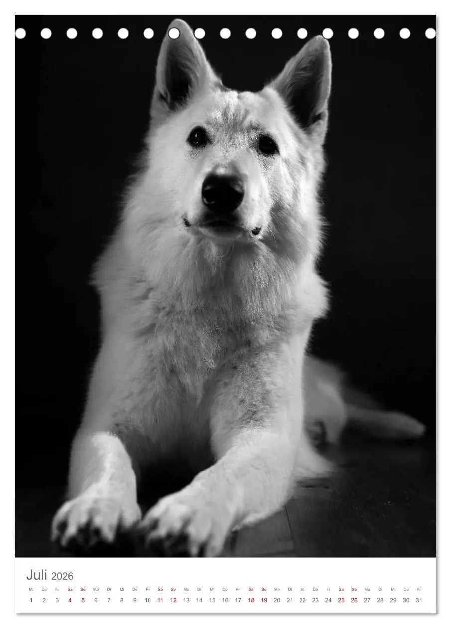 Bild: 9783516418545 | Fine Art Hundeportraits (Tischkalender 2026 DIN A5 hoch), CALVENDO...