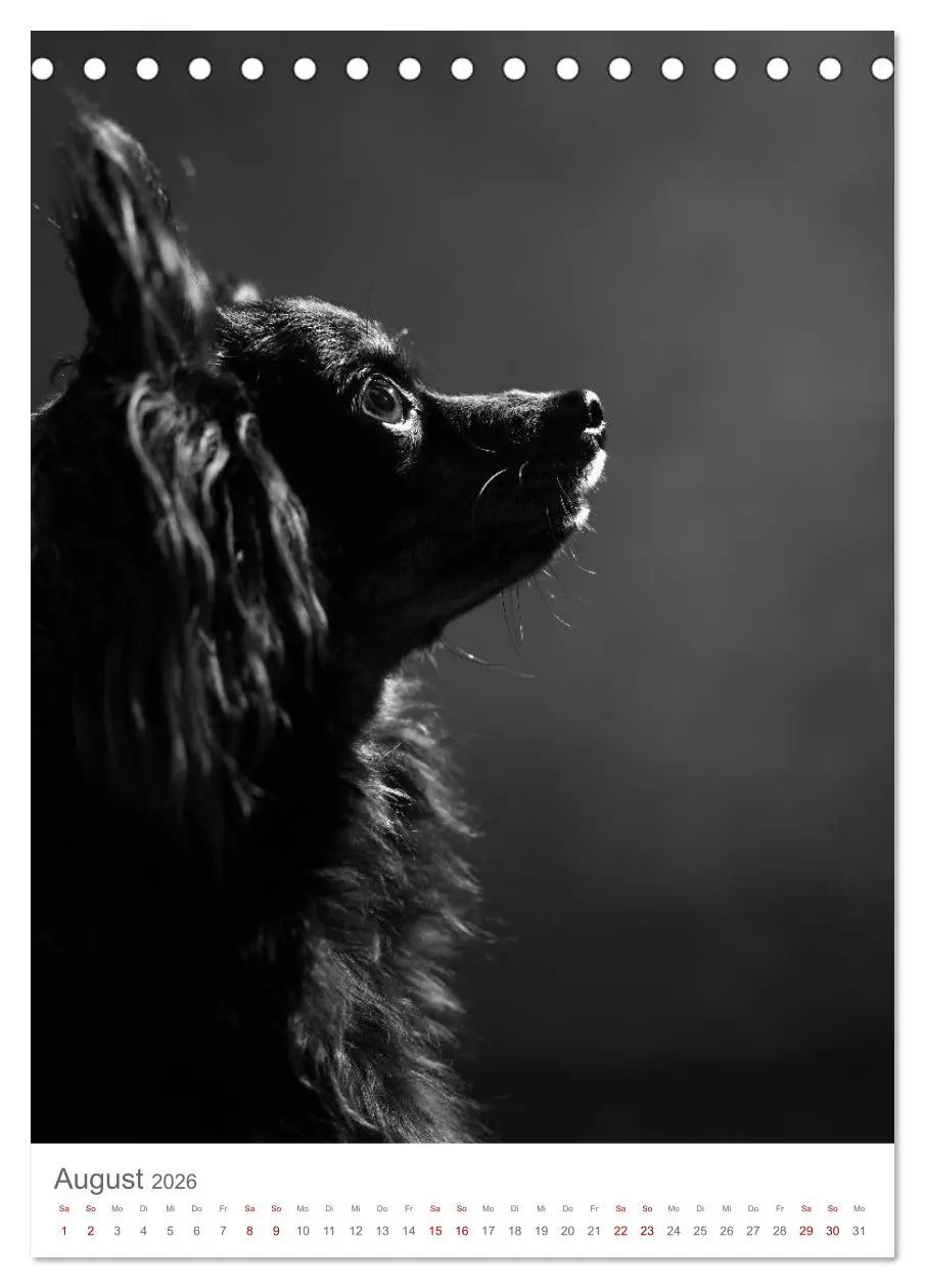 Bild: 9783516418545 | Fine Art Hundeportraits (Tischkalender 2026 DIN A5 hoch), CALVENDO...