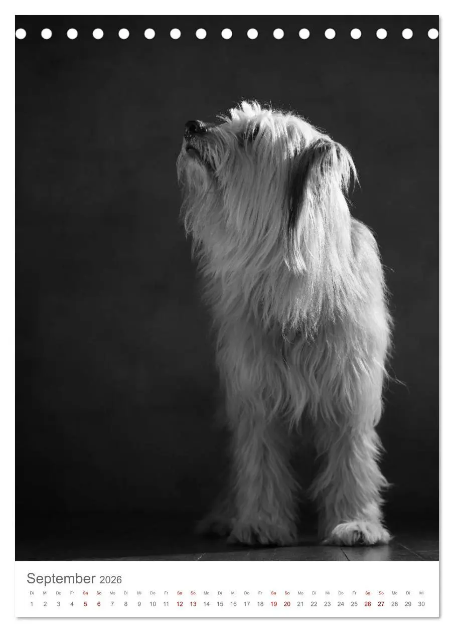 Bild: 9783516418545 | Fine Art Hundeportraits (Tischkalender 2026 DIN A5 hoch), CALVENDO...