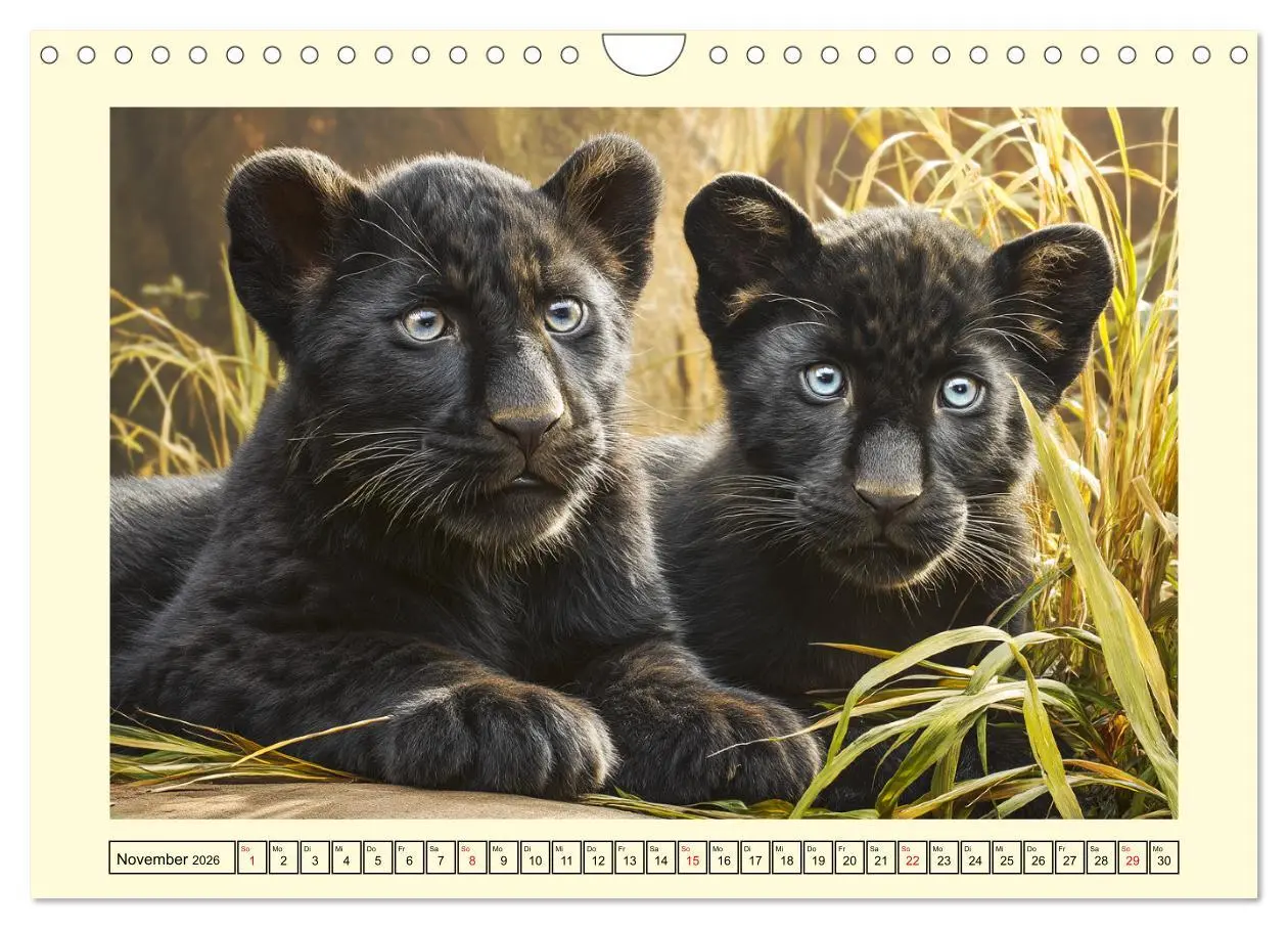 Bild: 9783457558645 | Schwarze Panther. Geheimnisvolle Schatten der Wildnis (Wandkalender...