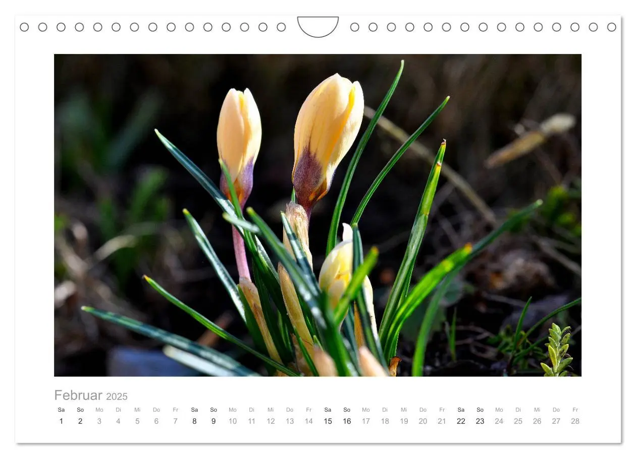 Bild: 9783435458745 | Blumen zart und schön (Wandkalender 2025 DIN A4 quer), CALVENDO...