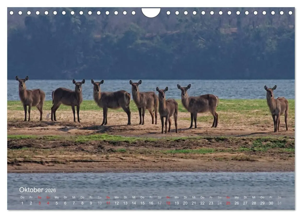 Bild: 9783516168945 | Zimbabwe (Wandkalender 2026 DIN A4 quer), CALVENDO Monatskalender