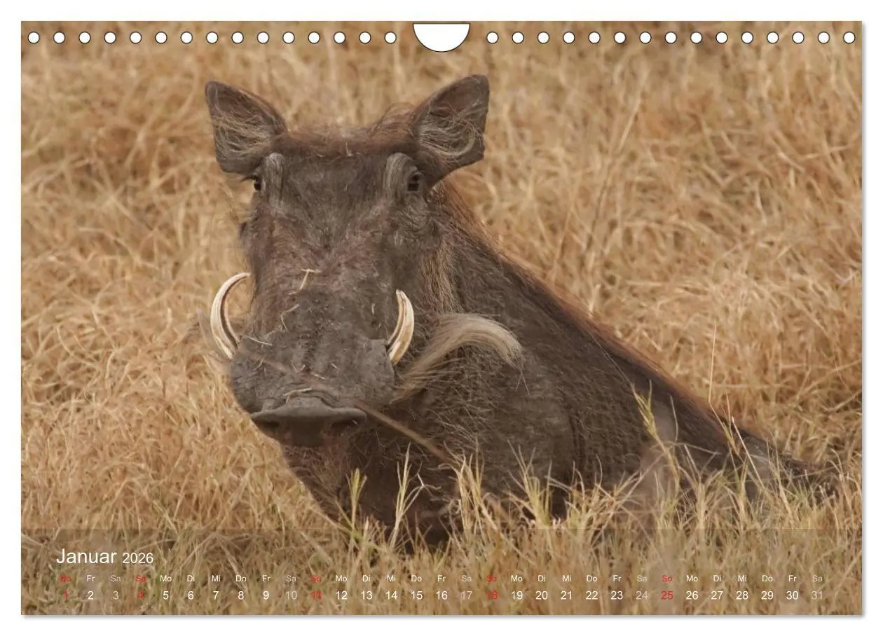 Bild: 9783516168945 | Zimbabwe (Wandkalender 2026 DIN A4 quer), CALVENDO Monatskalender