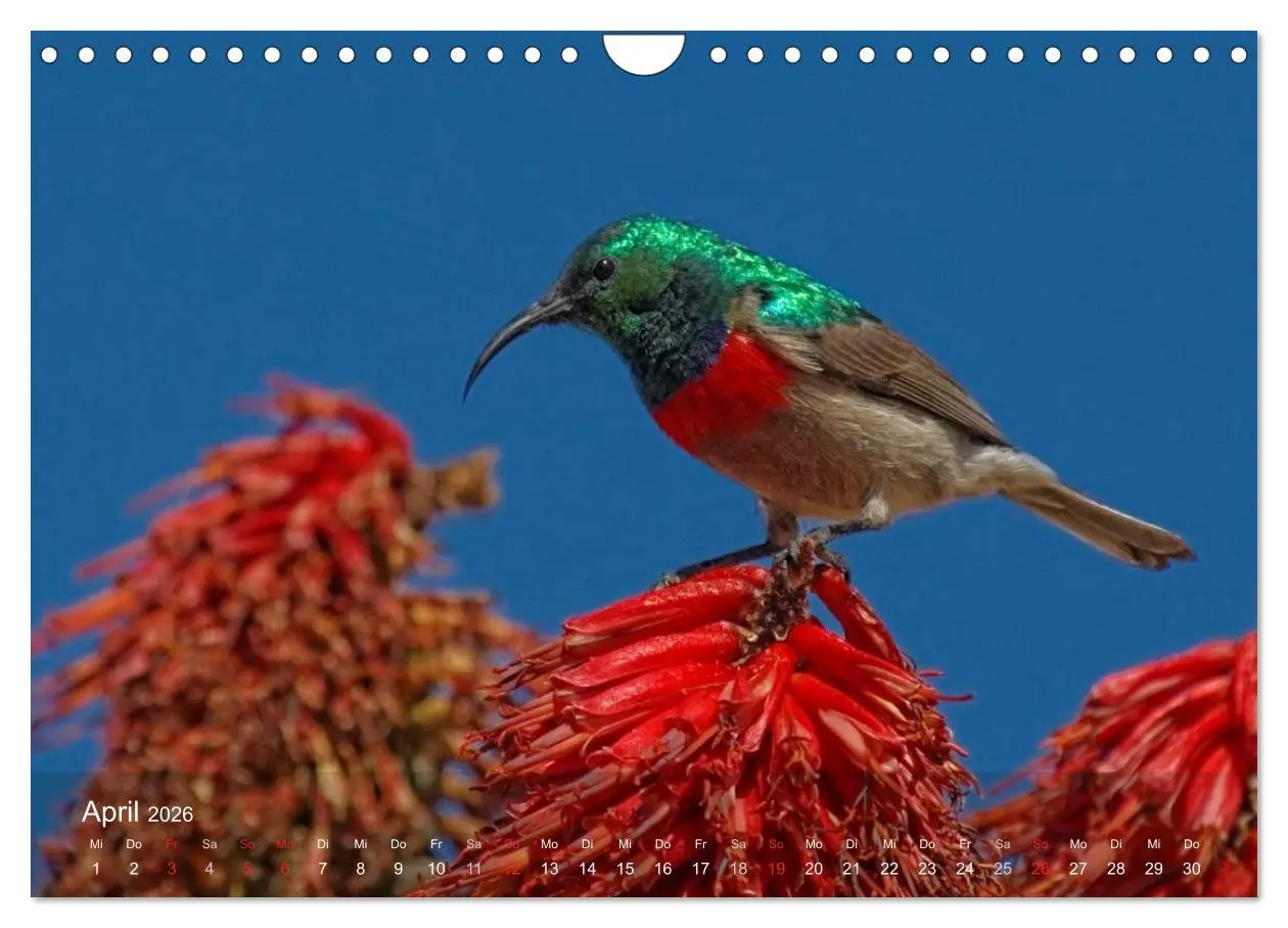 Bild: 9783516168945 | Zimbabwe (Wandkalender 2026 DIN A4 quer), CALVENDO Monatskalender
